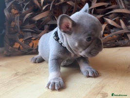 French Bulldog dogs - Advert 15