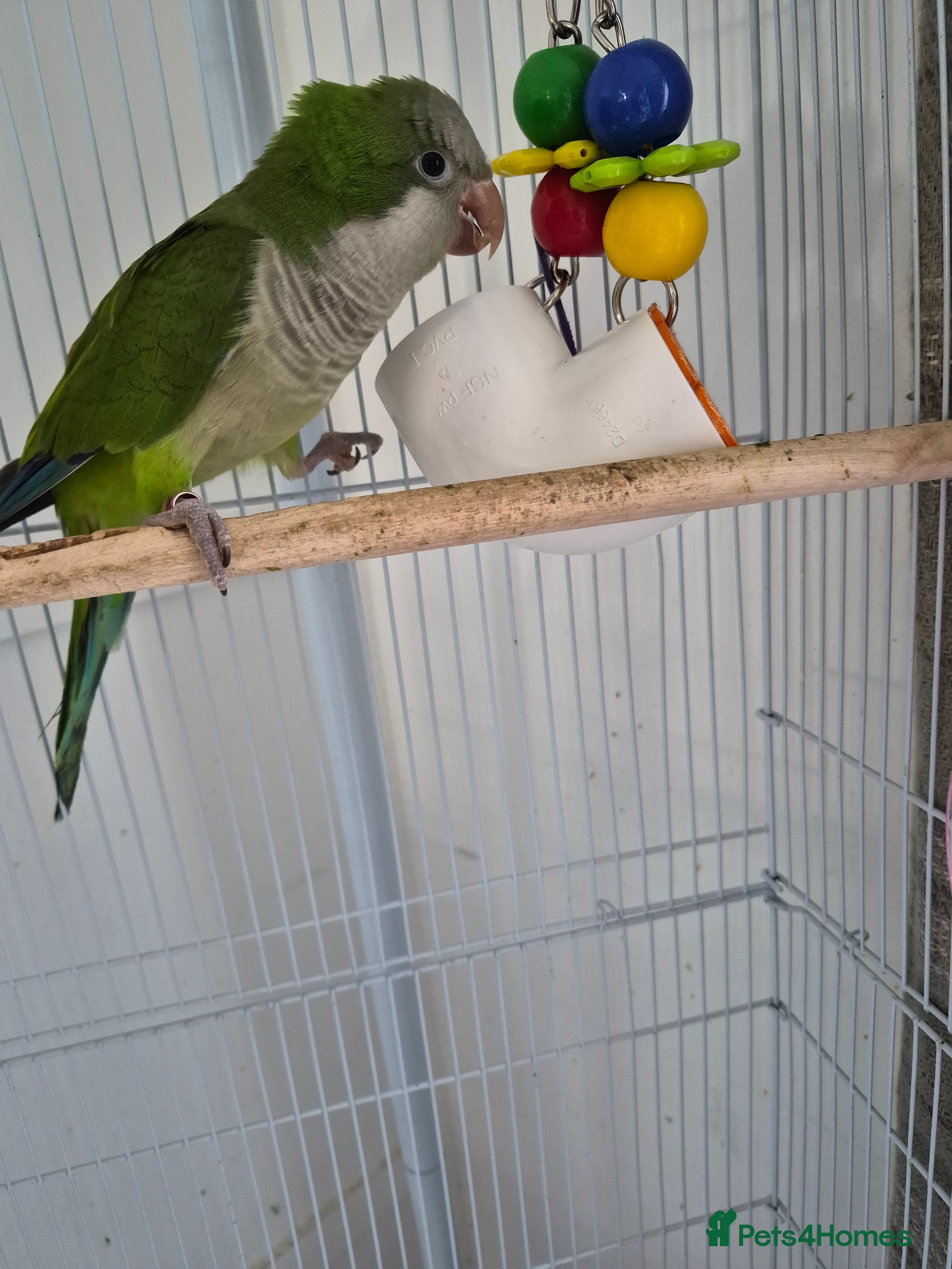 Parrots birds 1.5 year old male Quaker Parrot  - Advert 1