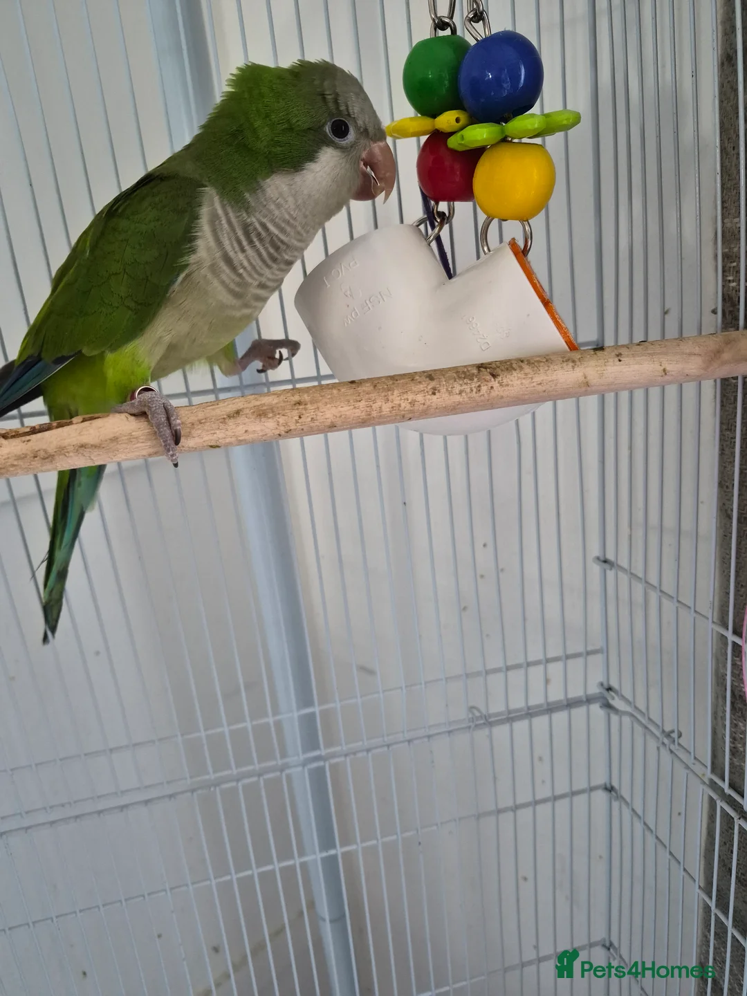 Parrots birds for sale: 1.5 year old male Quaker Parrot  in Manchester - Advert 1