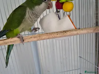 Parrots birds 1.5 year old male Quaker Parrot - Advert 5