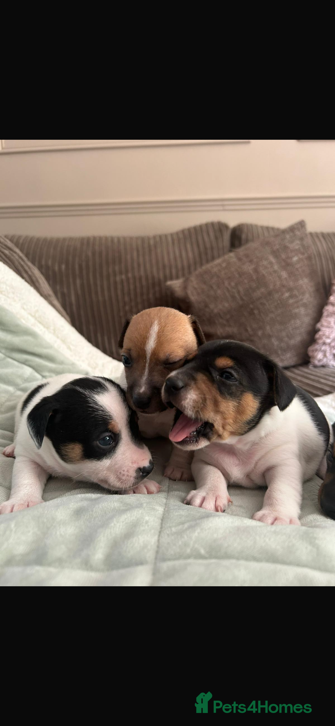 Jack Russell dogs for sale: Beautiful short legged Jack Russell babies  - Image 23