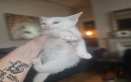 Sphynx cats for sale: Sphynx naked and coated  - Image 30
