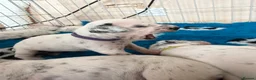 Dalmatian dogs for sale: 🐾🏆Dalmatian puppies🏆🐾 - Advert 7