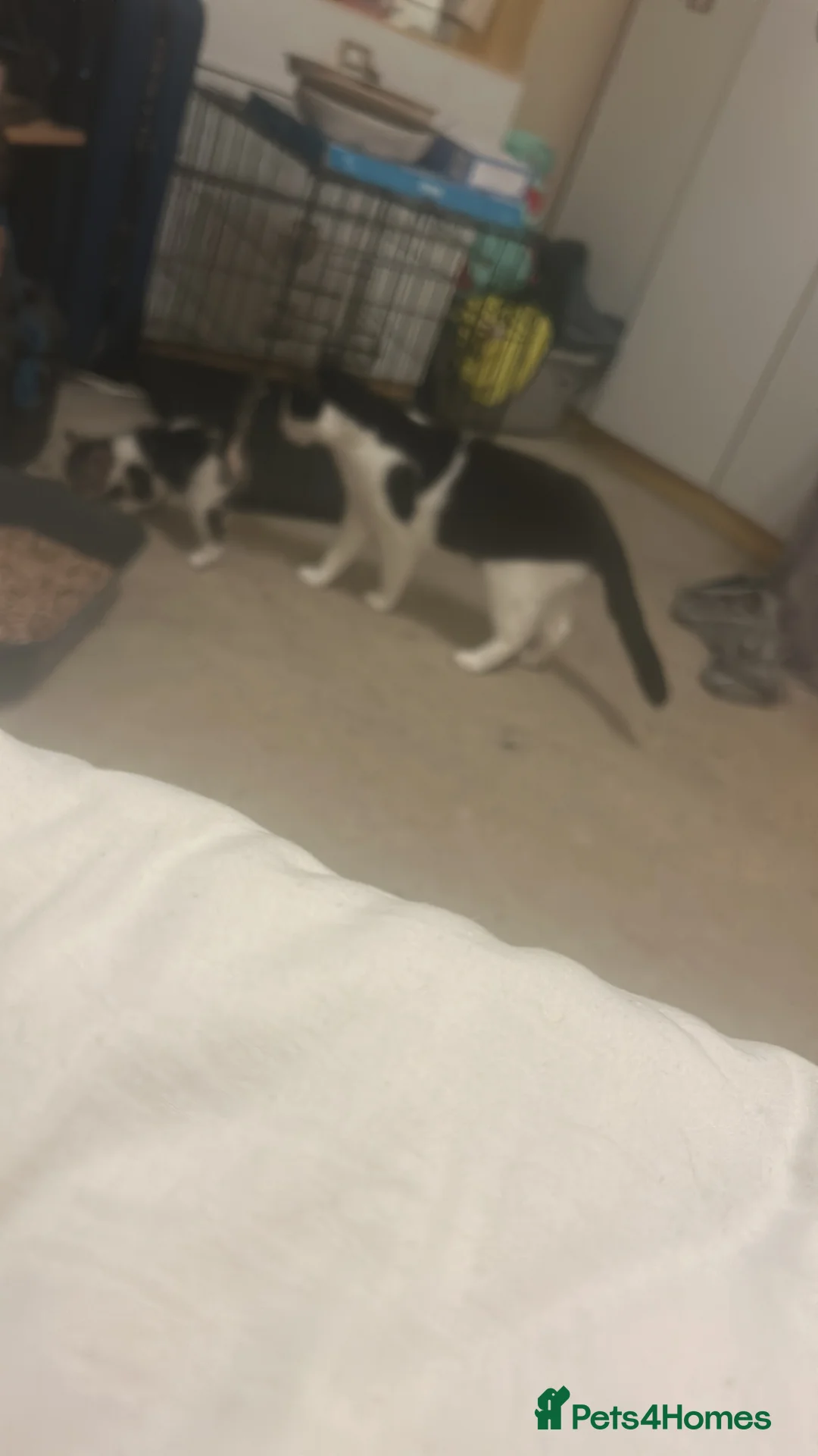 Mixed Breed cats for sale: Frankie and Oreo  - Advert 2