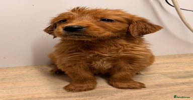 Golden Retriever dogs - Advert 12