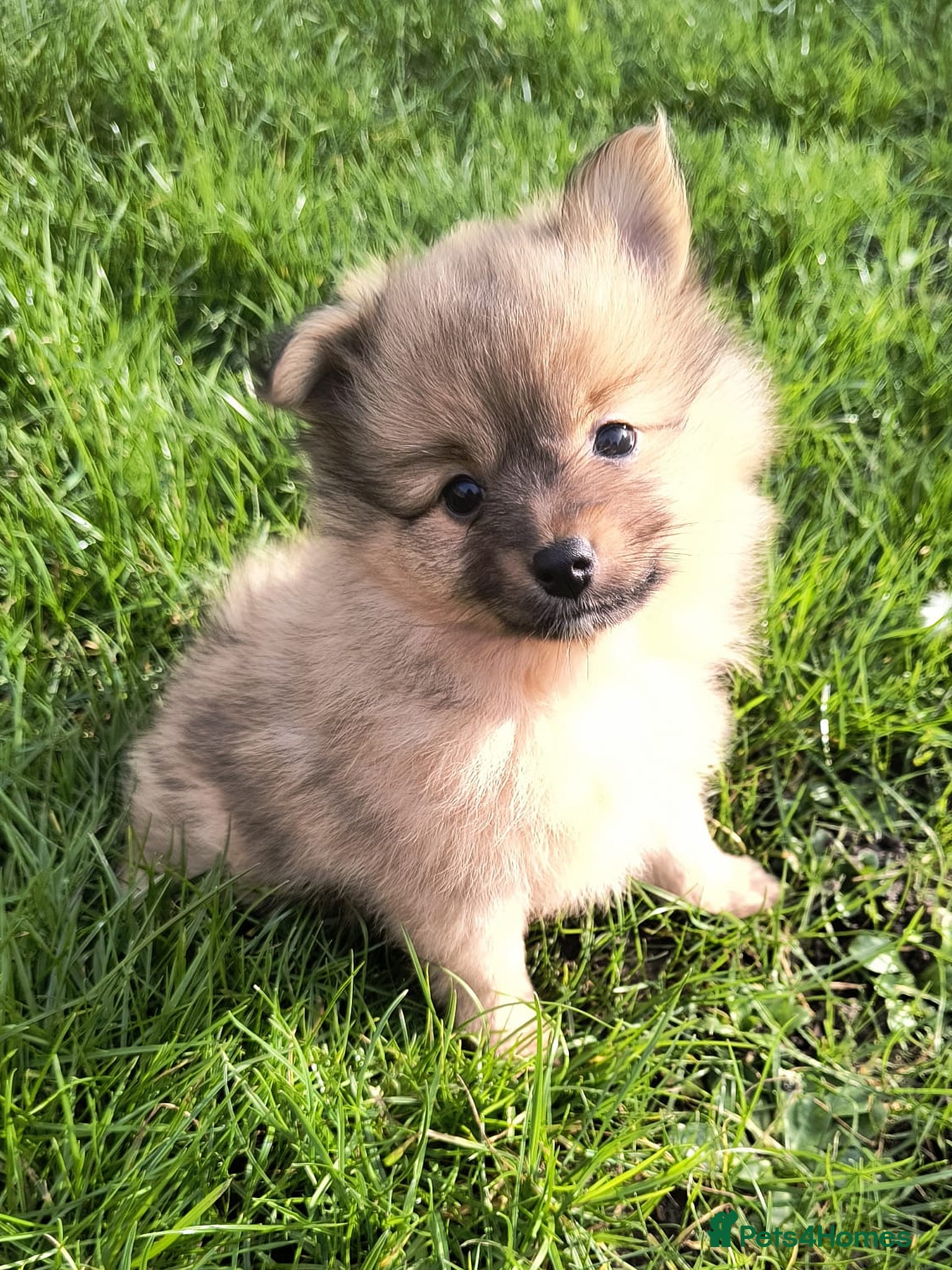 Pomeranian dogs Stunning Home-Reared Pomeranian Puppie - Advert 6