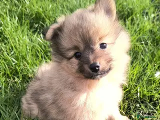 Pomeranian dogs Stunning Home-Reared Pomeranian Puppie - Advert 12