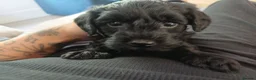 Mixed Breed dogs for sale: Stunning Maltipoo X Miniature Schnauzer - Advert 21
