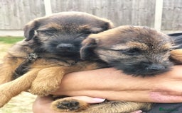 Border Terrier dogs for sale: BOY/DOG Grizzle & Tan Border terrier puppies.  - Image 11