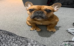 French Bulldog dogs for sale: lupo the french bulldog  - Advert 1