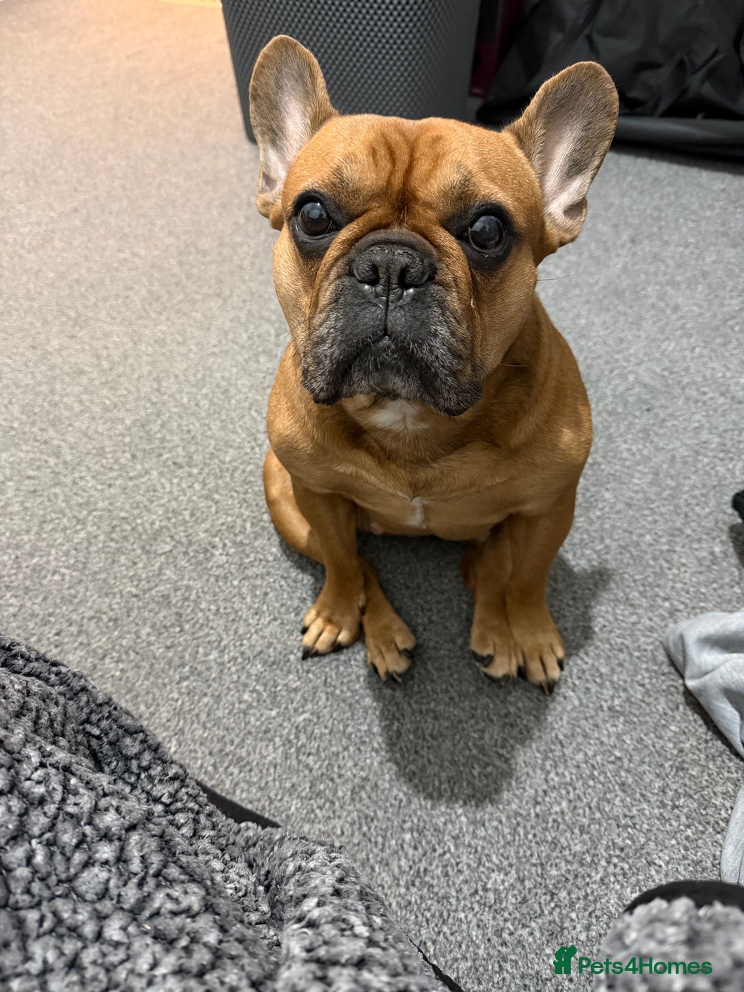 French Bulldog dogs for sale: lupo the french bulldog  - Advert 1