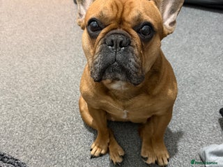 French Bulldog dogs lupo the french bulldog - Advert 1