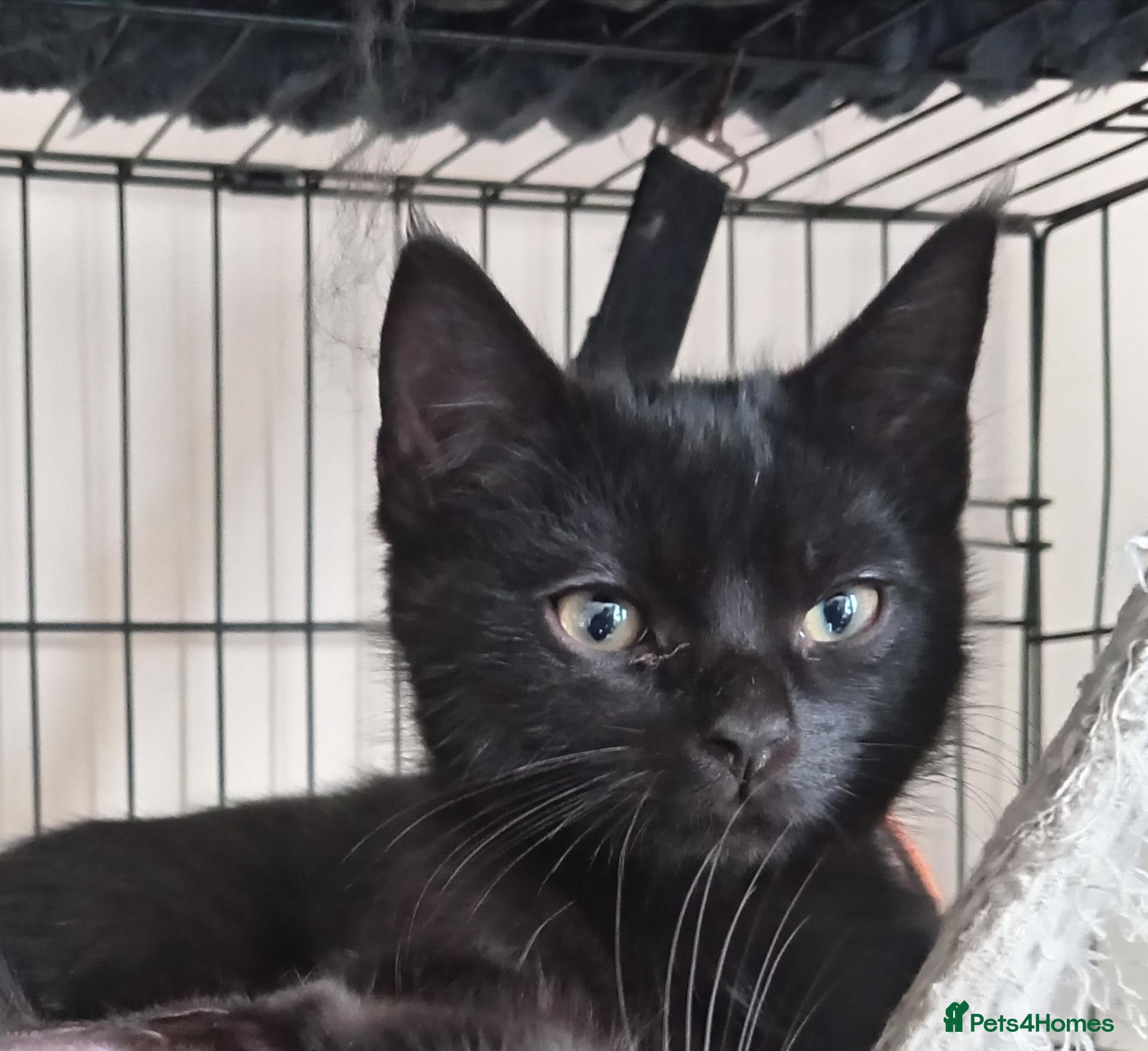 Mixed Breed cats Only 1 black band boy available Beautiful kitten - Advert 13