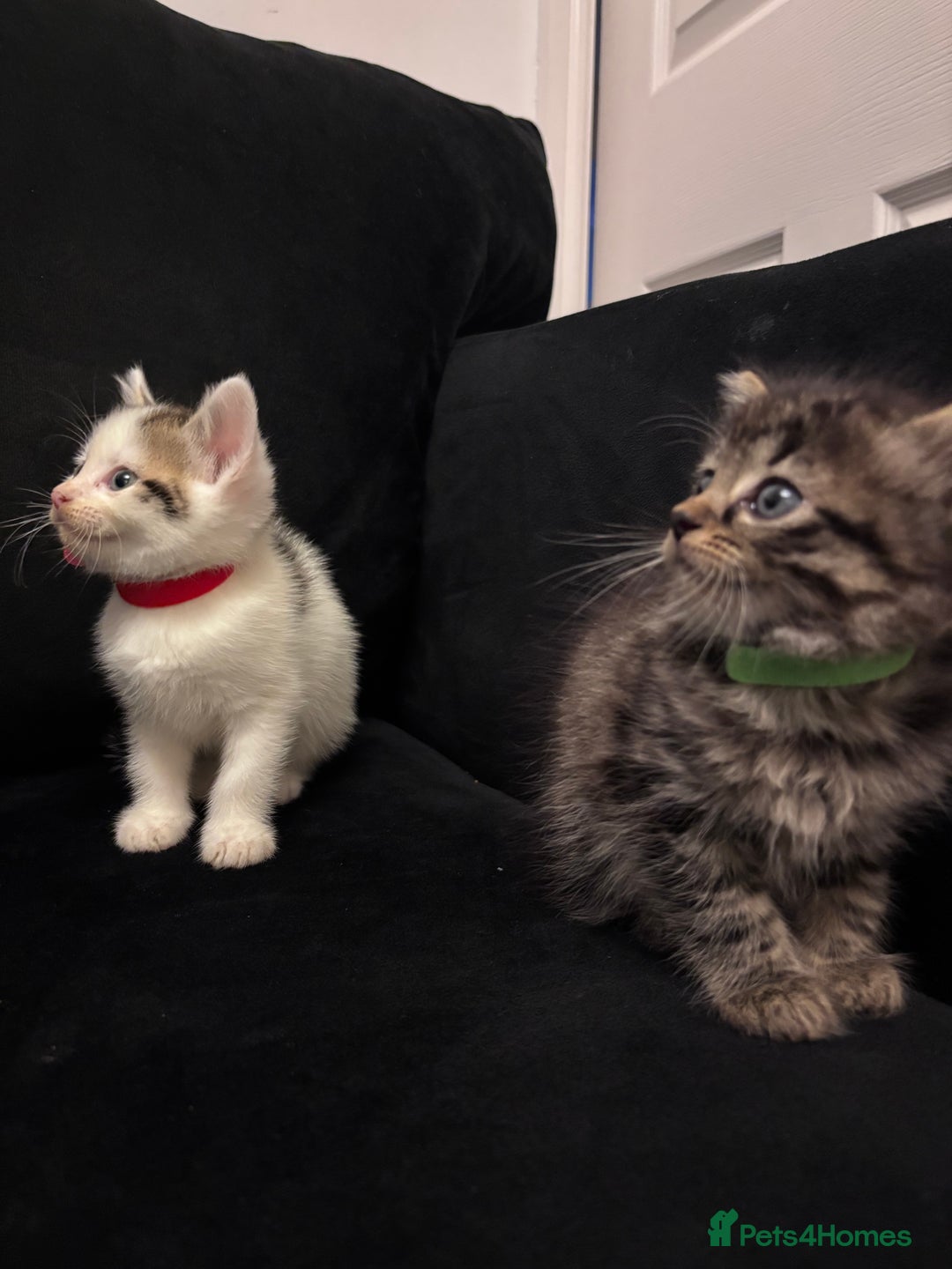 Mixed Breed cats for sale: Kittens Tabby & White with Tabby - Image 1