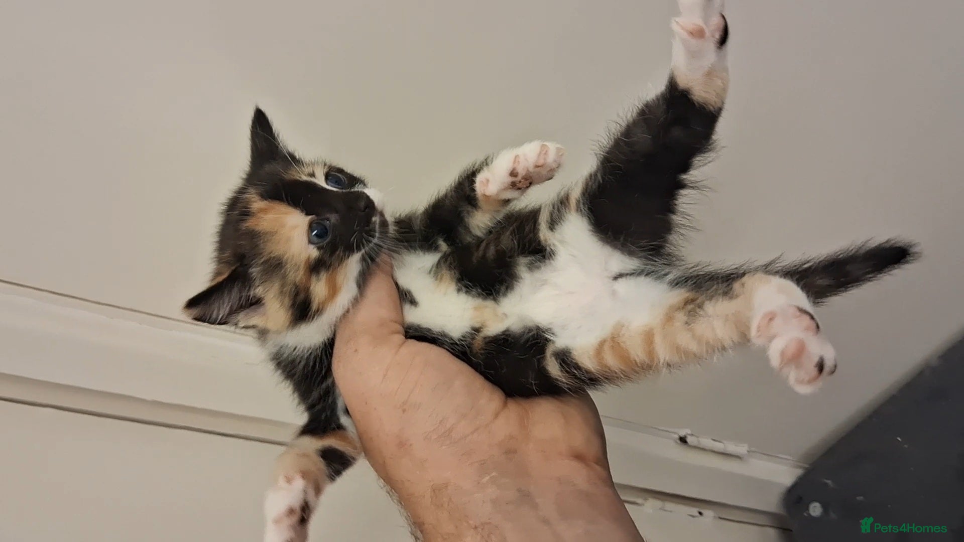 Domestic Shorthair cats for sale: 2 BEAUTIFUL KITTENS AND MUM AVAILABLE - Advert 17