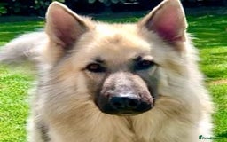 German Shepherd dogs for stud: silver sable, proven, health tested, kc reg. in Royston - Image 2