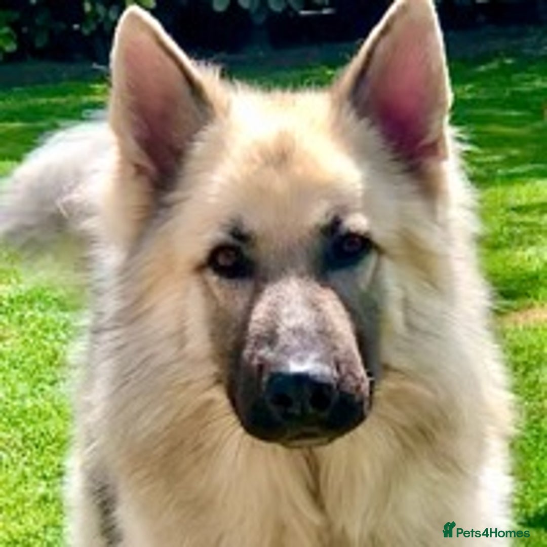 German Shepherd dogs for stud: silver sable, proven, health tested, kc reg. in Royston - Image 2