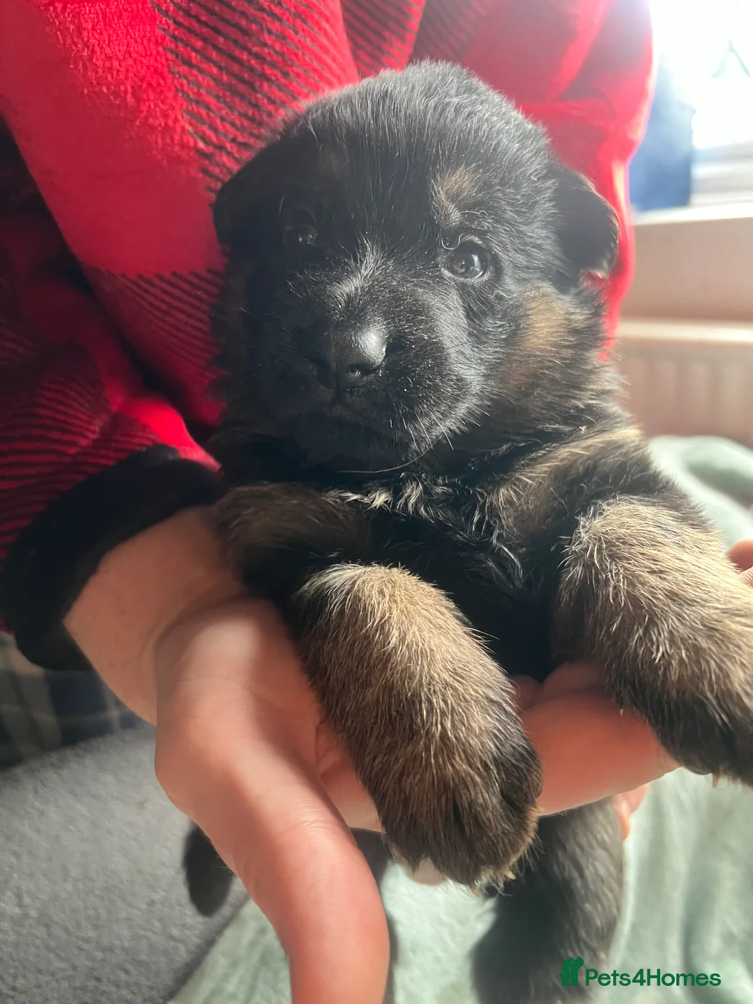German Shepherd dogs for sale: The most stunning German Shepherd puppies - Advert 15
