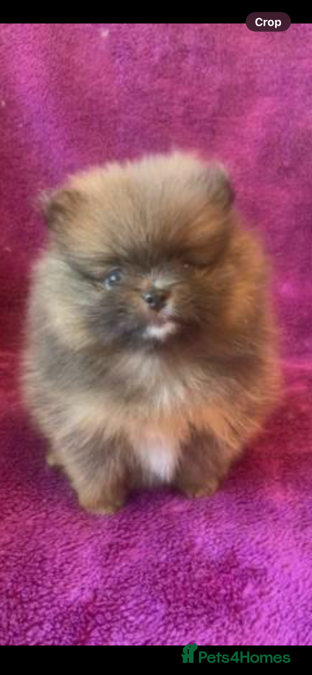 Pomeranian dogs for sale:  **  Female Tiny Pomeranian OPEN TO OFFERS  - Advert 2