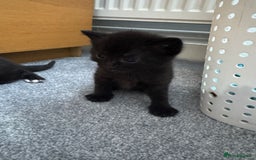 Mixed Breed cats for sale: Mixed breed Tabbies  - Image 21