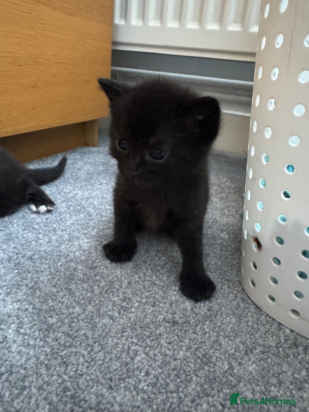 Mixed Breed cats for sale: Mixed breed Tabbies  - Image 21