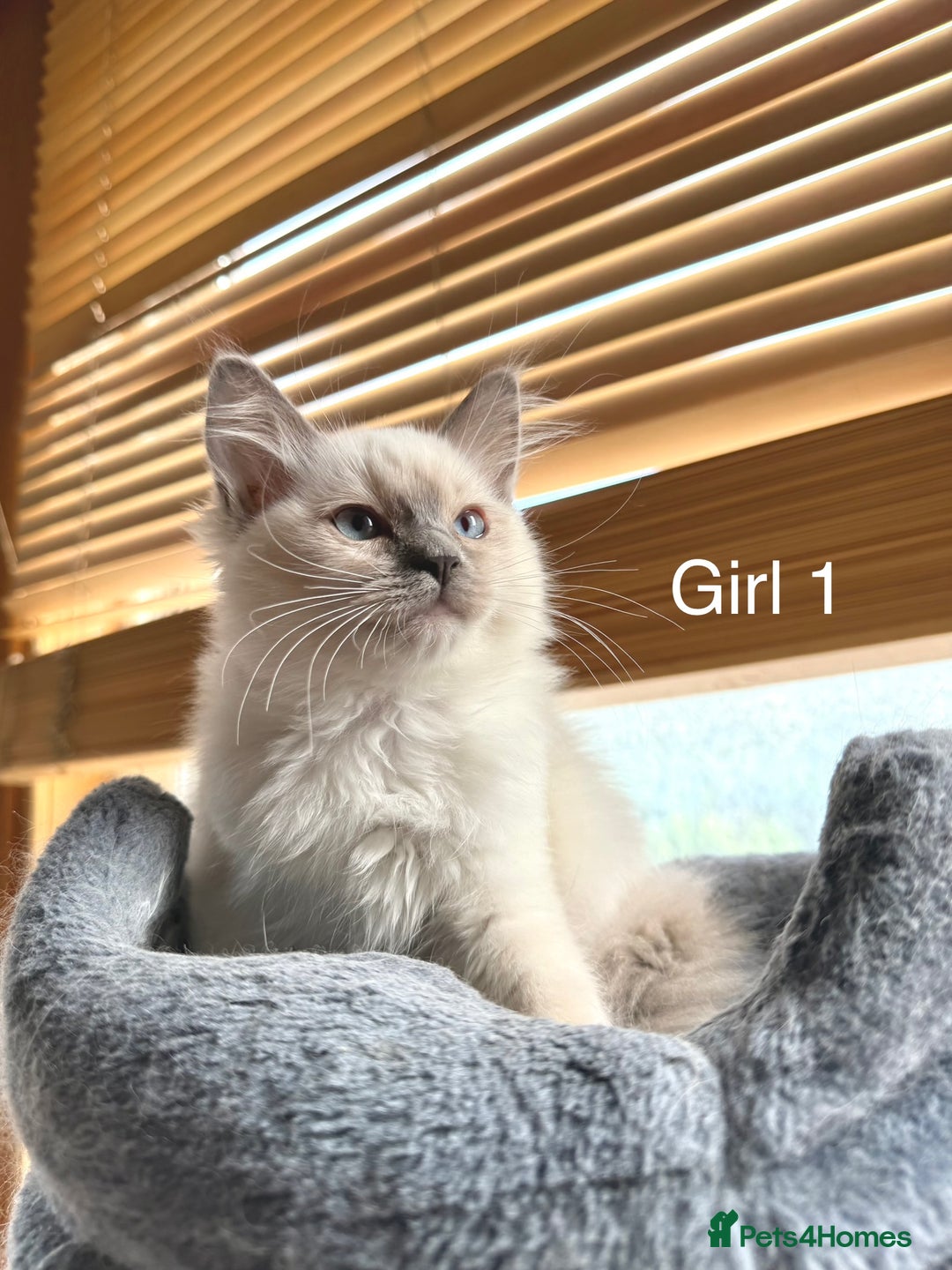 Ragdoll cats for sale: 4 beautiful ragdoll kittens  - Image 5