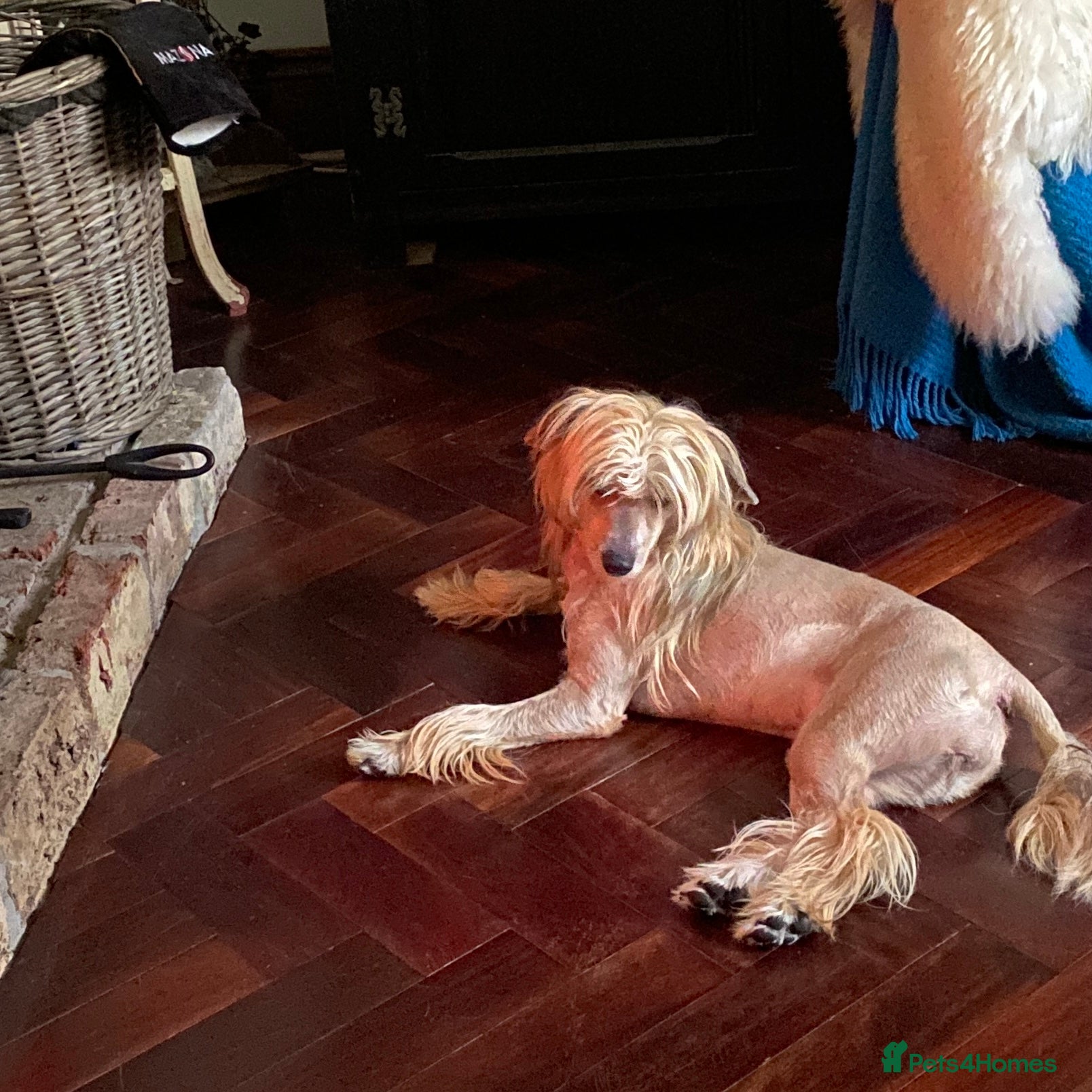 Chinese Crested dogs HHL created  - Advert 1