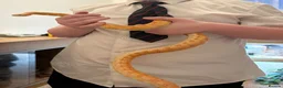 Corn Snake reptiles for sale: Female corn snake in need of loving home - Advert 2