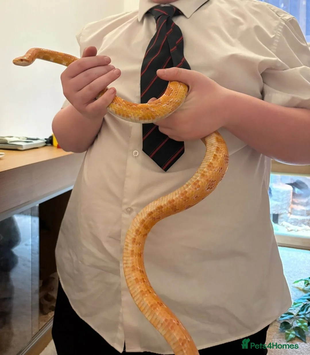 Corn Snake reptiles for sale: Female corn snake in need of loving home - Advert 2