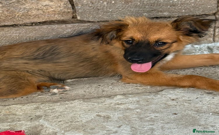 Mixed Breed dogs - Advert 2