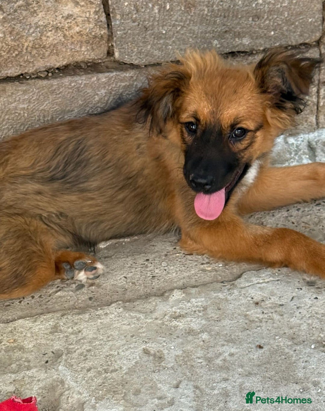 Mixed Breed dogs for adoption: Norris  - Image 1
