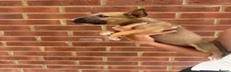 English Bull Terrier dogs for sale: ENGLISH BULL TERRIER PUPPYS - Advert 25