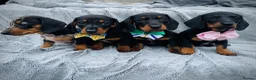 Dachshund dogs for sale: Dachshund puppies in Llanelli - Advert 5