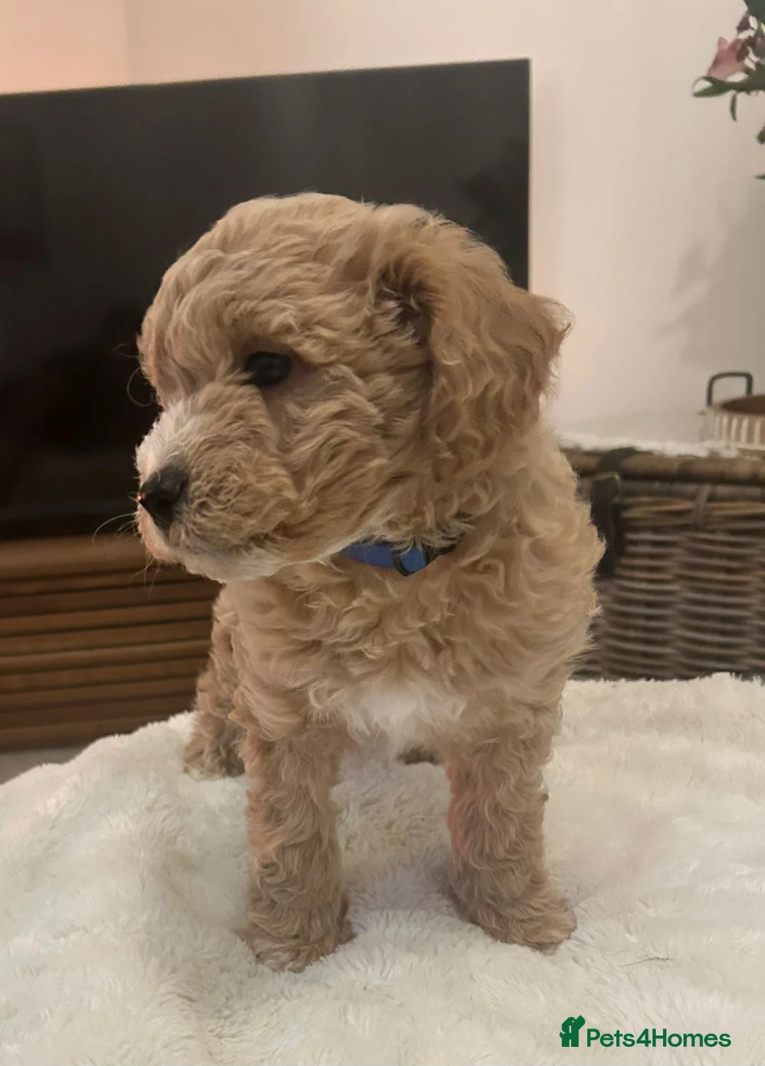 Jackapoo dogs for sale: Jackapoo puppies - Advert 13