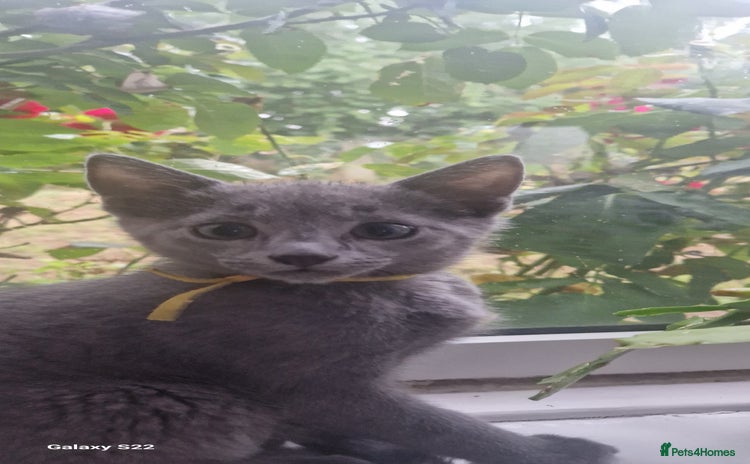 Russian Blue cats - Advert 1