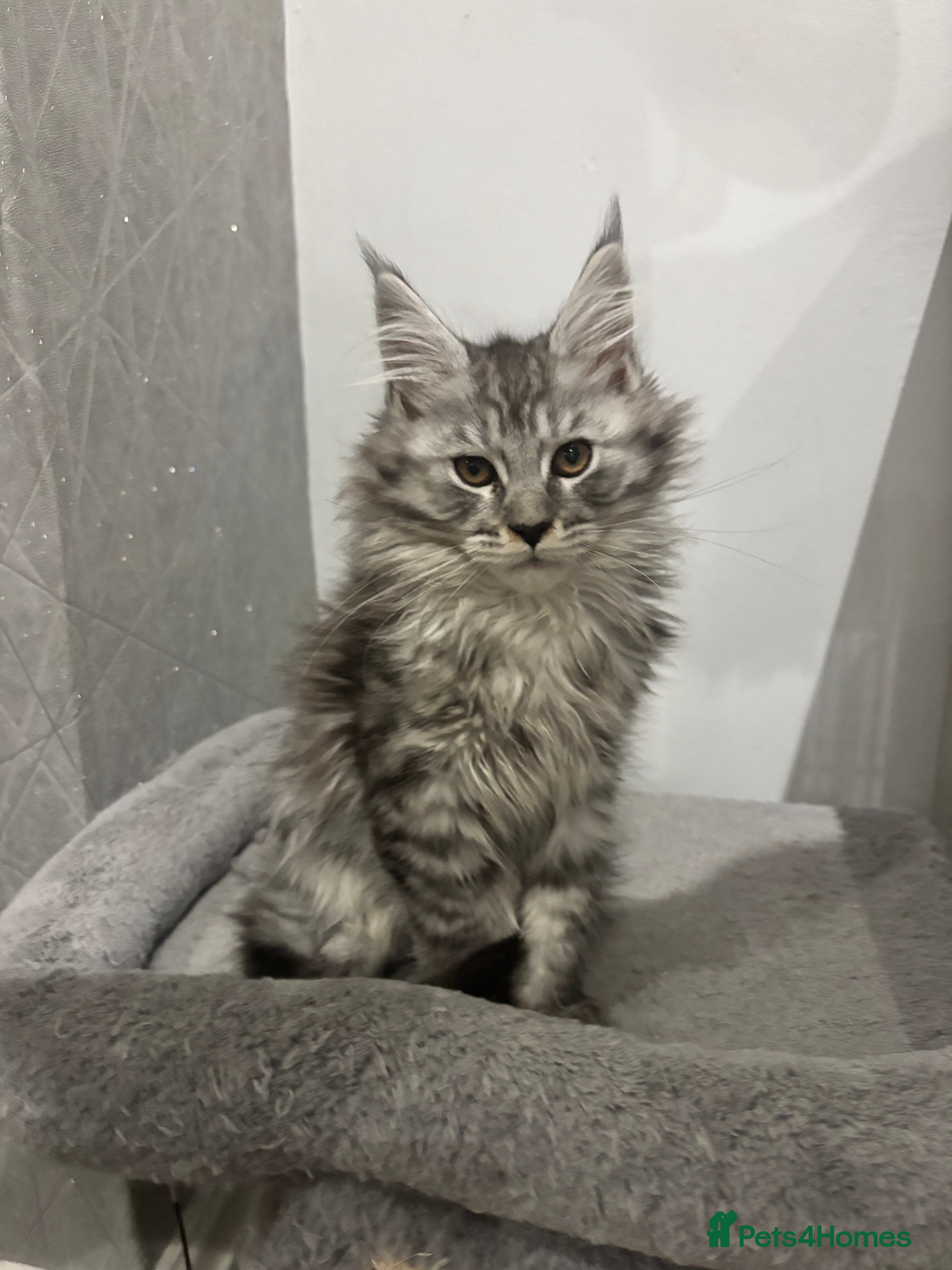 Maine Coon cats  TICA Maine Coon Kittens FEMALE  - Advert 7
