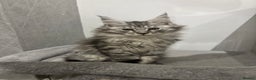 Maine Coon cats for sale:  TICA Maine Coon Kitten litter due soon!  - Advert 1