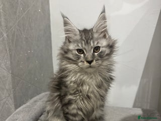 Maine Coon cats TICA Maine Coon Kittens FEMALE - Advert 7