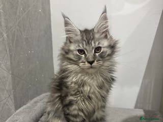 Maine Coon cats TICA Maine Coon Kitten litter due soon! - Advert 9