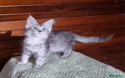Maine Coon cats for sale: GCCF Pedigree Maine Coon Kittens for sale  - Image 7