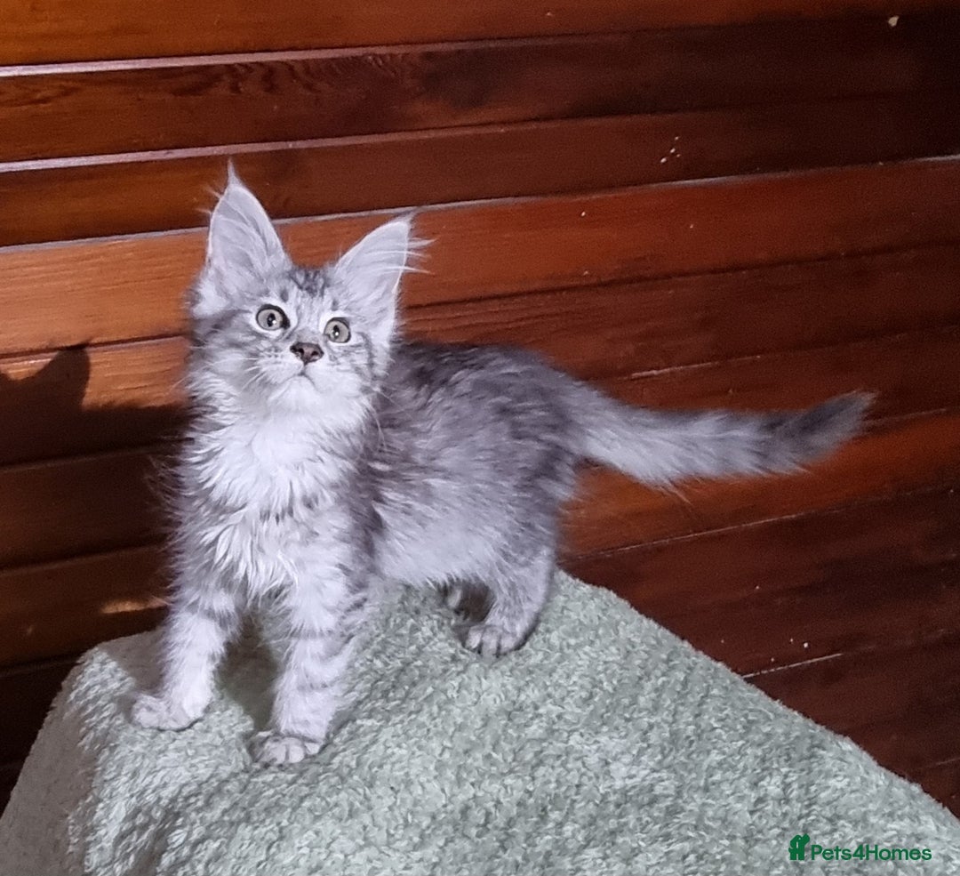 Maine Coon cats for sale: GCCF Pedigree Maine Coon Kittens for sale  - Image 7
