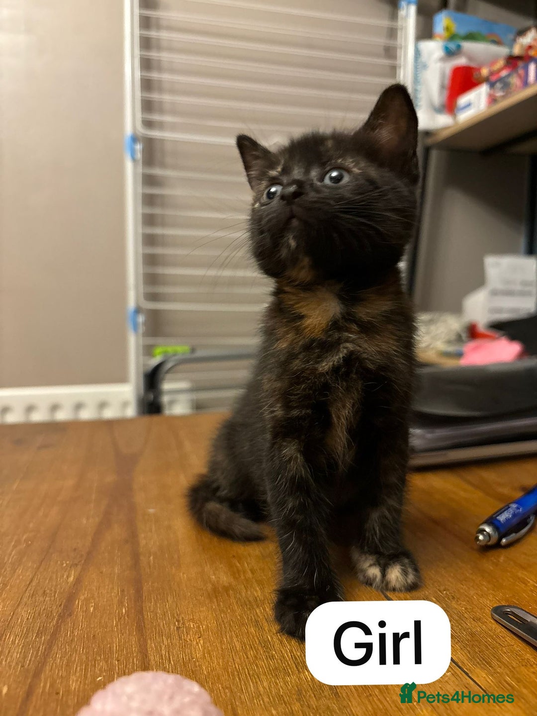 Mixed Breed cats for sale: Kittens - Image 11