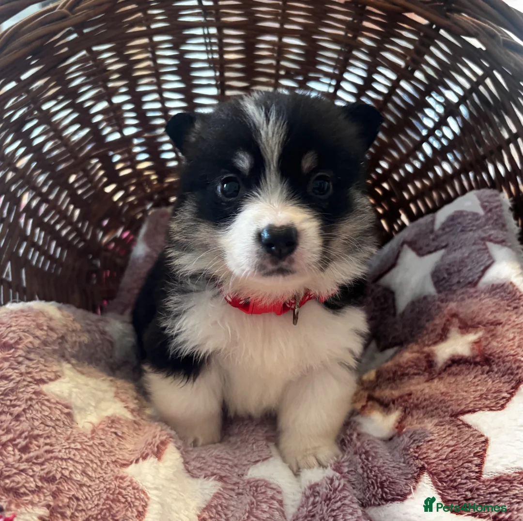 Welsh Corgi Pembroke dogs for sale: Stunning champion breed Tri Corgi Puppies  - Advert 2