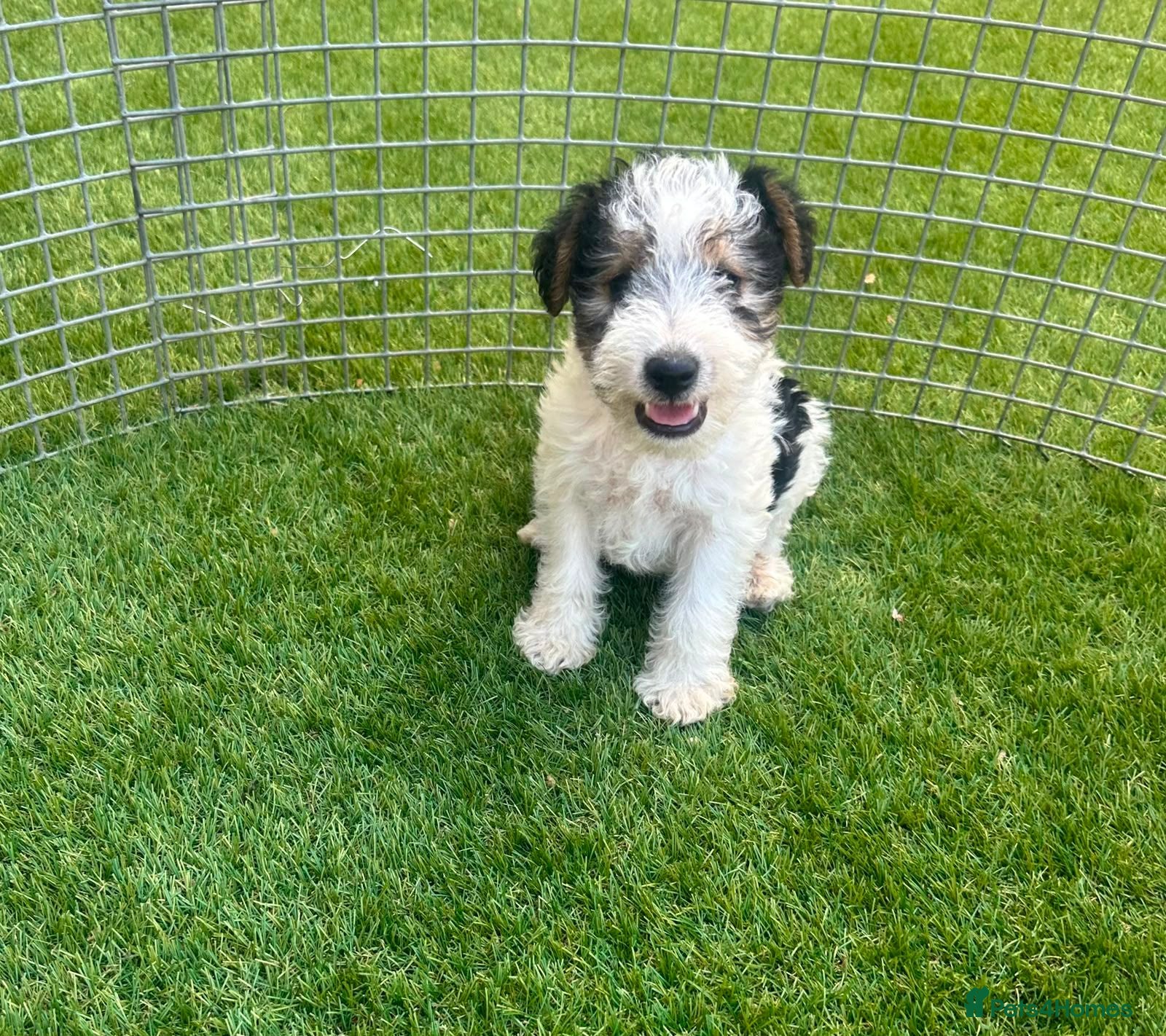 Fox Terrier dogs Fox Terrier Puppies For Sale  - Advert 2