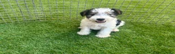 Fox Terrier dogs for sale: Fox Terrier Puppies For Sale  in Ashford - Advert 1