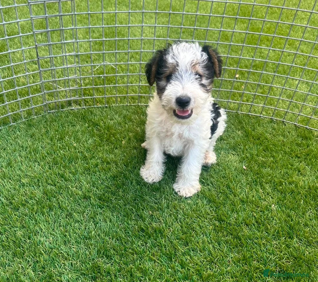 Fox Terrier dogs for sale: Fox Terrier Puppies For Sale  in Ashford - Advert 1
