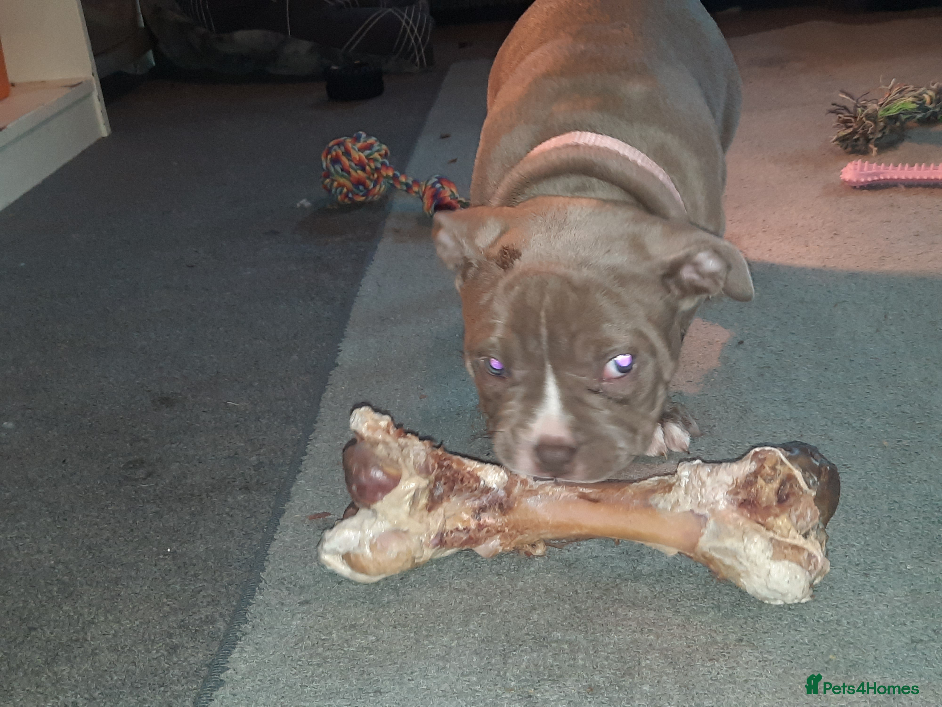 American Bully dogs for sale: Abkc reg platinum/champion pocket bullies - Advert 10