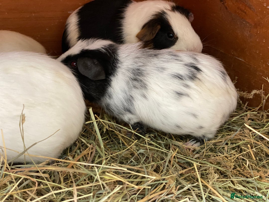 Guinea Pig rodents for sale: Beautiful mix of baby male Guineapigs dal Cali ect - Image 7