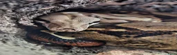 Mixed Breed reptiles for sale: Various reptiles - Advert 4