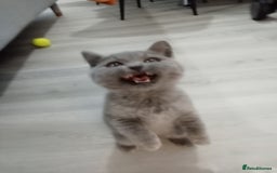 Brazilian Shorthair cats for sale: Beautiful blues Bristh short hair - Advert 40